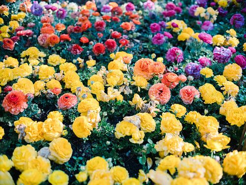 Ranonkelbloemen in alle kleuren