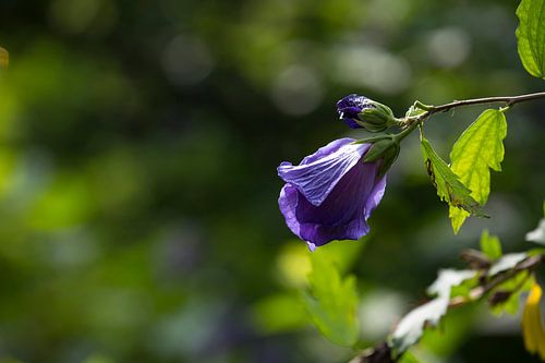 Greater Cheesewort