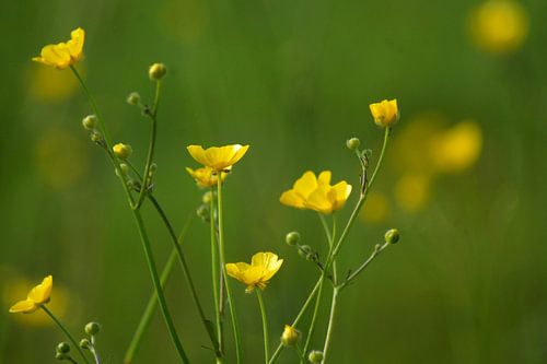 Boterbloemen
