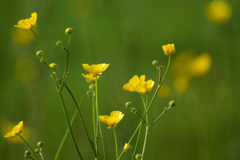 Buttercups by Niek Traas