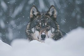 Der Wolf im Schnee von Egon Zitter