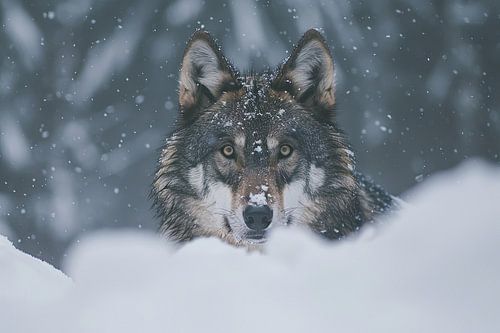 wolf in de sneeuw