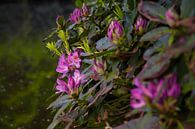 Rhododendron in bloom by Joran Quinten thumbnail