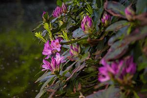 Blühender Rhododendron