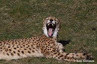 Cheeta de Jachtluipaard van Koos Koosman thumbnail