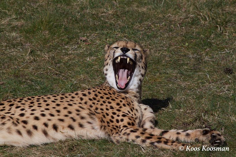 Cheeta de Jachtluipaard van Koos Koosman
