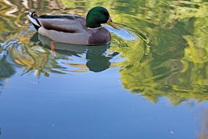 Künstlerische Spiegelung – Ruhe im Jardim da Estrela