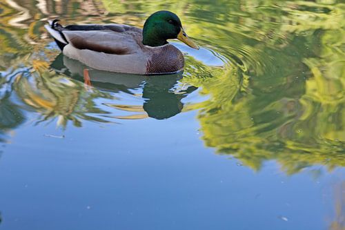 Reflet artistique - calme et couleur au Jardim da Estrela