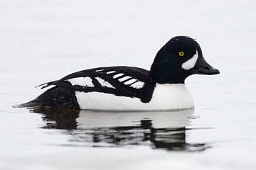 Barrow's Goldeneye ( Bucephala islandica ) in winter