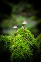 Mushrooms with moss