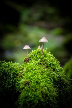 Paddenstoelen met mos van Karsten Glasbergen