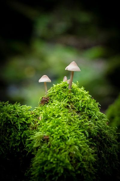 Mushrooms with moss by Karsten Glasbergen