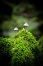 Mushrooms with moss by Karsten Glasbergen thumbnail