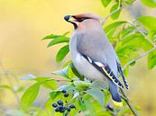 Pestvogel met bes in snavel van Laurens de Waard thumbnail