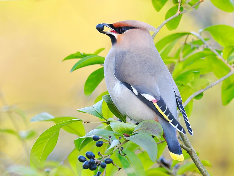 Pestvogel met bes in snavel van Laurens de Waard