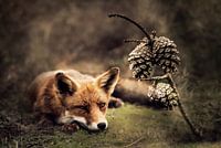 Foxy