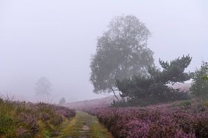 le chemin vers l'inconnu sur Tania Perneel