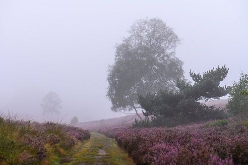 path to the unknown