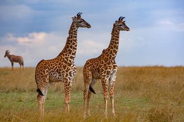 Giraffe Kinderen van Peter Michel