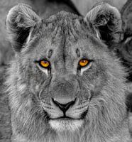 A portrait of a young lion ( Panthera Leo) looking at the viewer with probing eyes.