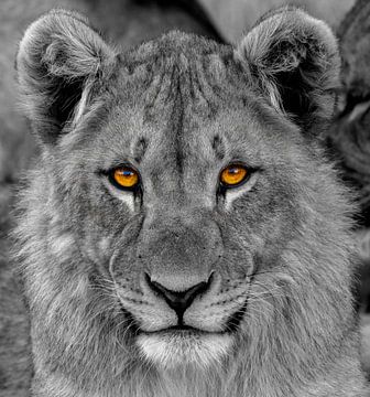 Portrait d'un jeune lion ( Panthera Leo) qui regarde le spectateur avec des yeux inquisiteurs. sur Gunter Nuyts
