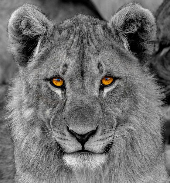 Ein Porträt eines jungen Löwen (Panthera Leo), der den Betrachter mit durchdringenden Augen betracht von Gunter Nuyts