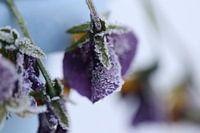 Violin in winter