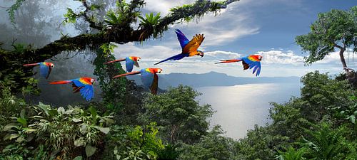 Aras über dem Regenwald