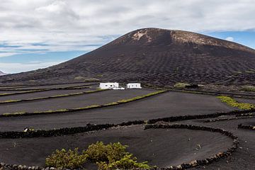 Een wijngaard op Lanzarote