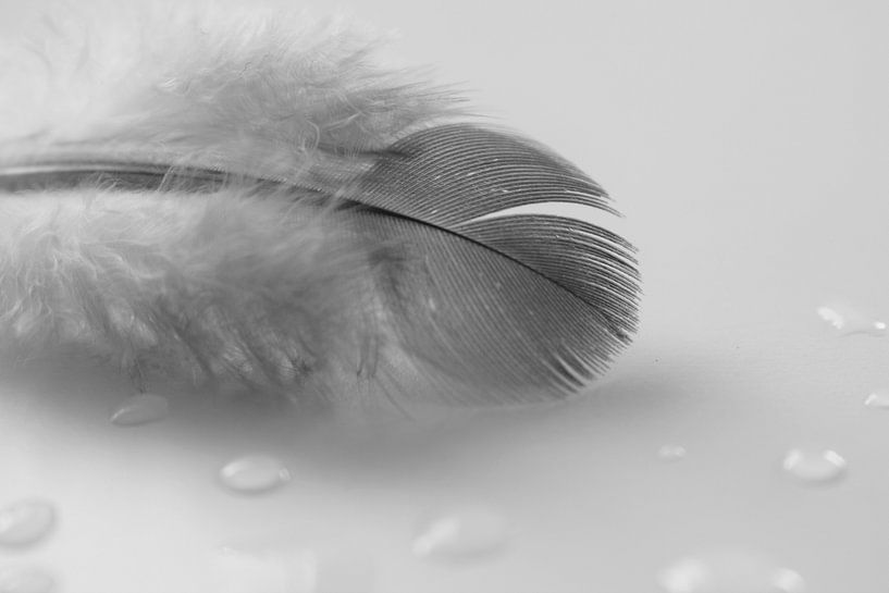 Donsveertje met waterdruppels by Manon Sloetjes