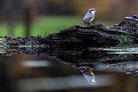 Nuthatch