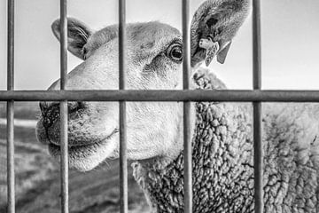 Nieuwsgierig schaap achter een hek in zwart/wit gefotografeerd. van Harrie Muis
