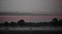 Brume matinale silencieuse. Les vaches broutent à l'aube