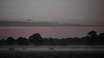 Brume matinale silencieuse. Les vaches broutent à l'aube