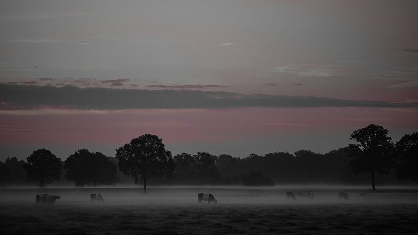 Silent Morning Mist. Cows graze at dawn by Catturato