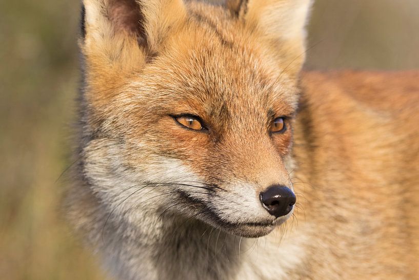 Fox by Jan-Willem Mantel