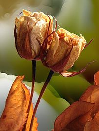 Forever sur Andreas Wemmje