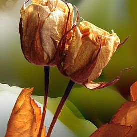 Forever sur Andreas Wemmje