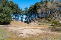 Duinen in het bos