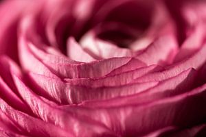 Blütenblätter rosa der Rosa Makro