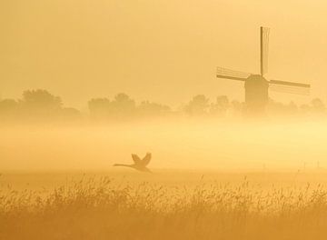 early bird van Annemieke van der Wiel