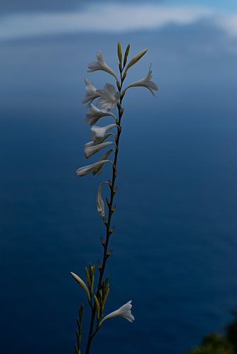 Bloemen op Madeira eiland