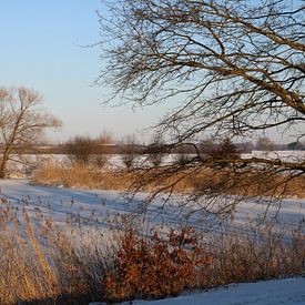 Het gouden riet van Ilona Muskens