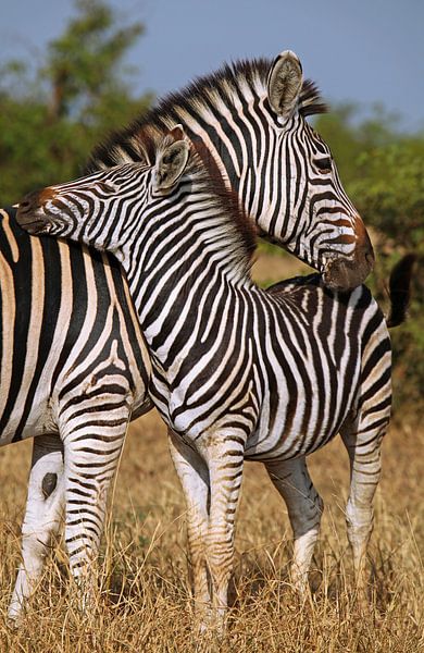 Schmusende Zebras - Afrika wildlife von W. Woyke