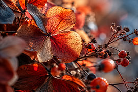 Autumn light and flowers by Sabine Schemken