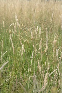 Douceur romantique de l'herbe d'été - photographie de nature sur Christa Stroo photography