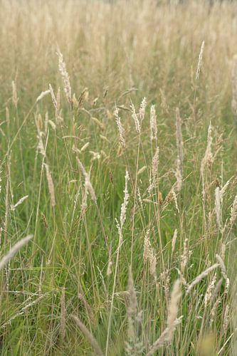 Douceur romantique de l'herbe d'été - photographie de nature