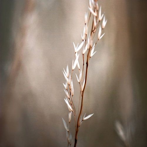 NATURE IN HARMONY no2c