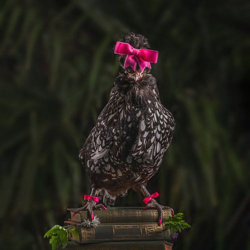 Kuifhoender met roze strik, Crested hen with pink bow