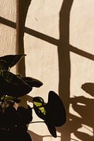 Portrait of a houseplant